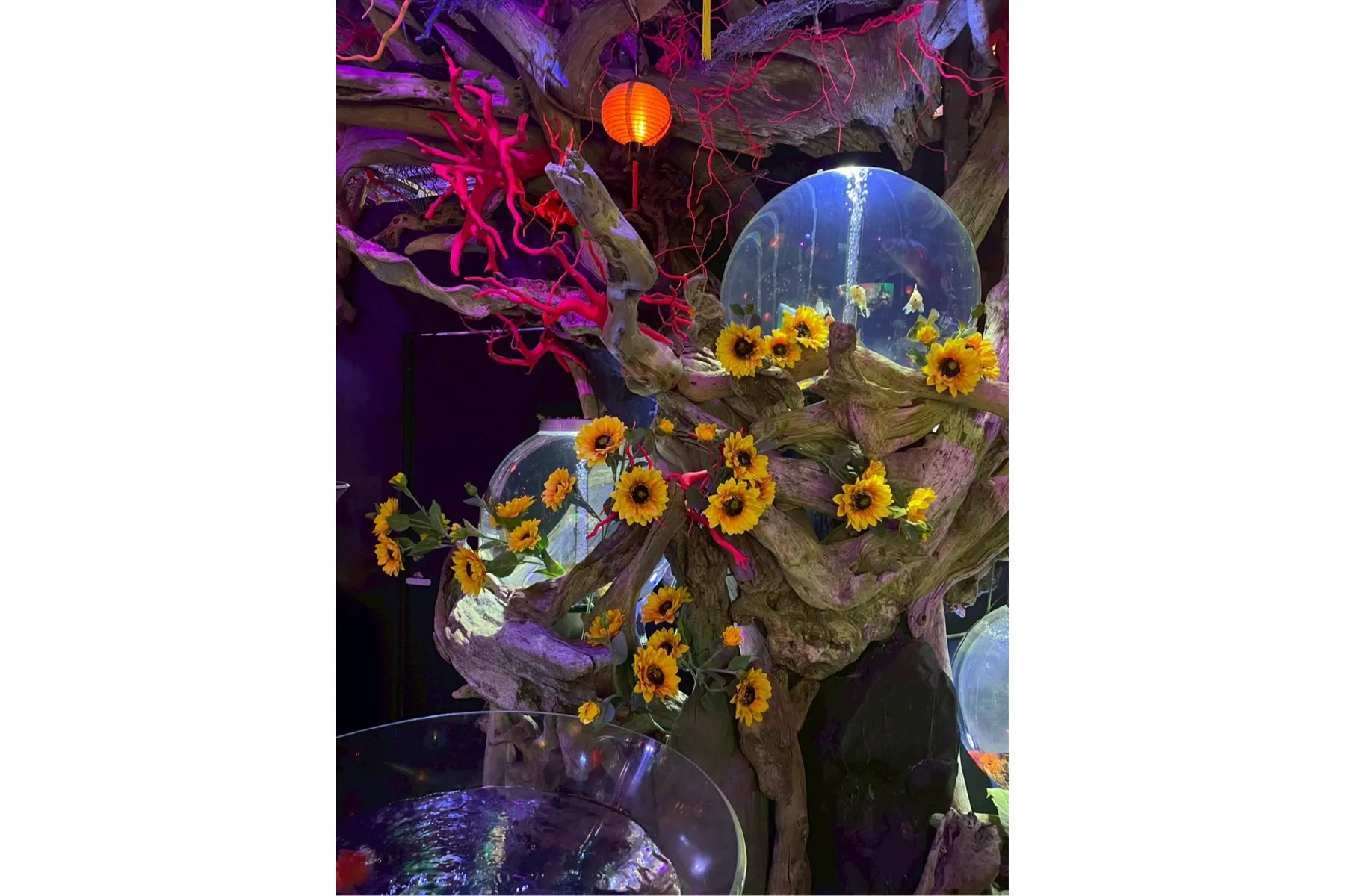 夏めく金魚と星今宵_7