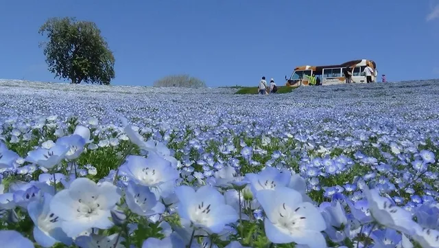【花・見ごろ】マザー牧場　ネモフィラ