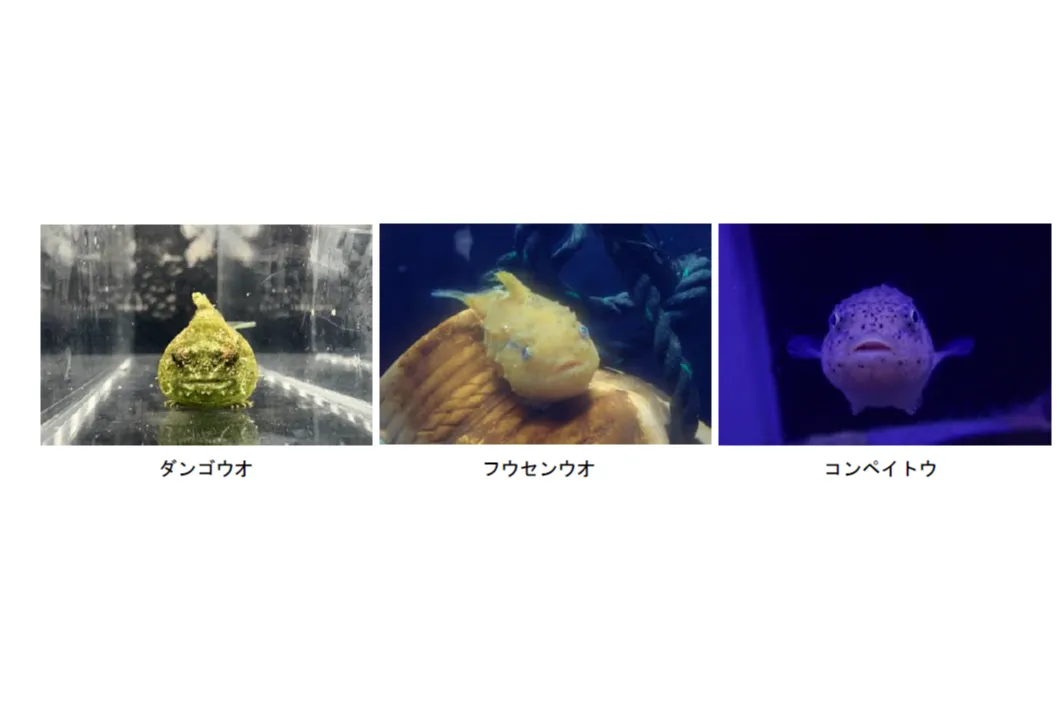 はなパラ_4