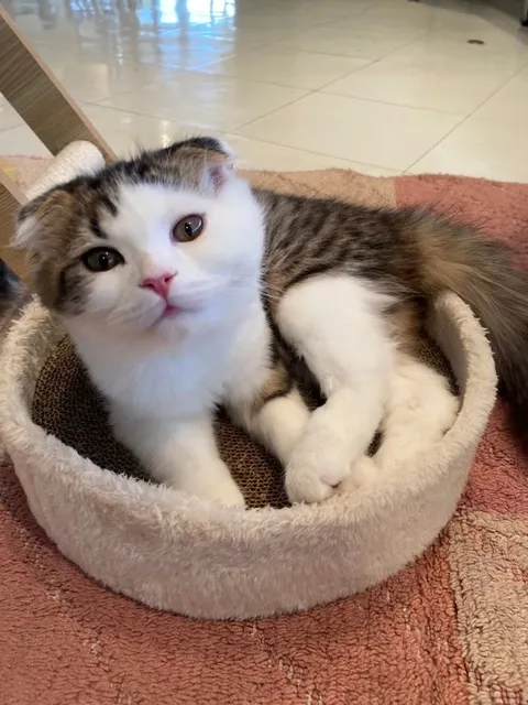 地上60メートル天空のねこカフェ