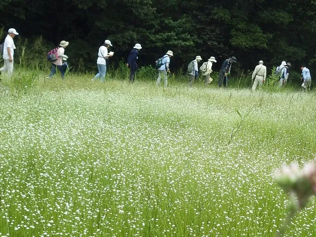 自然ウォッチング（11月）