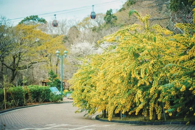花・見ごろ】神戸布引ハーブ園／ロープウェイ コスモス