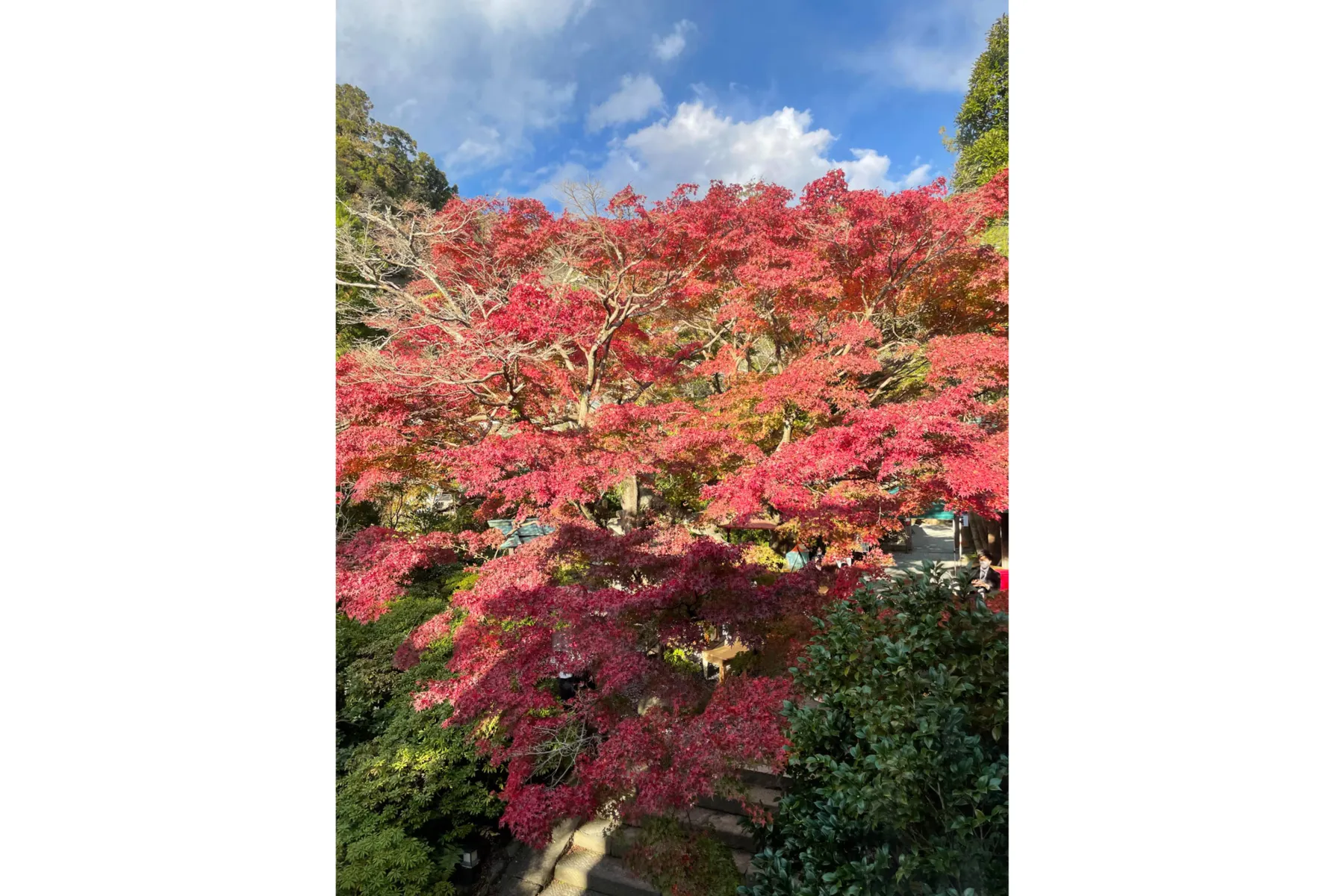 鎌倉宮の紅葉情報_1