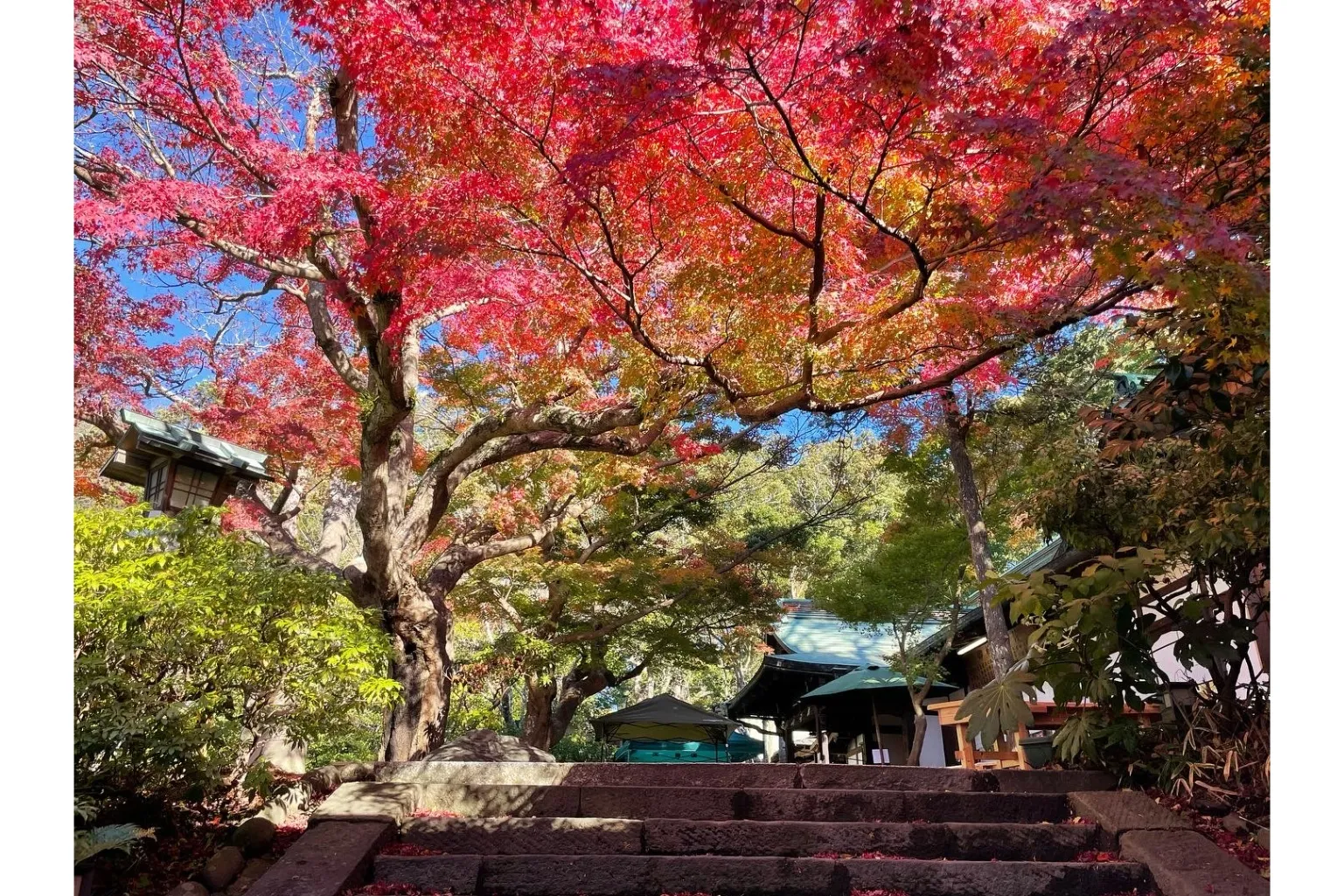 鎌倉宮の紅葉情報_2