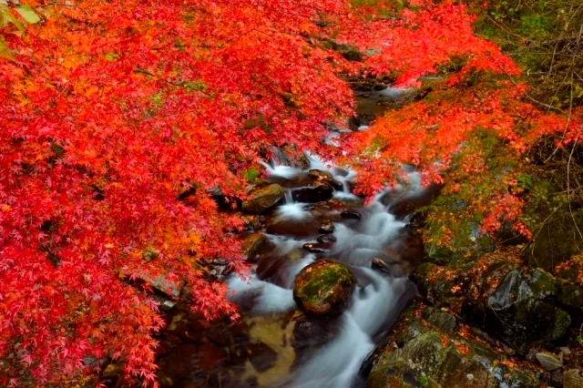 【紅葉・見ごろ】花園渓谷・猿ヶ城渓谷