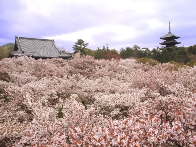 【桜・見ごろ】仁和寺の御室桜