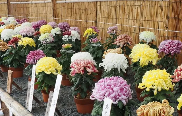 第49回兵庫県連合菊花展覧会