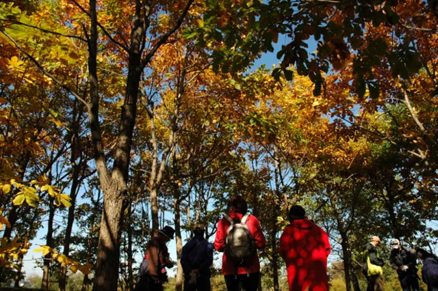 【紅葉・見ごろ】モエレ沼公園