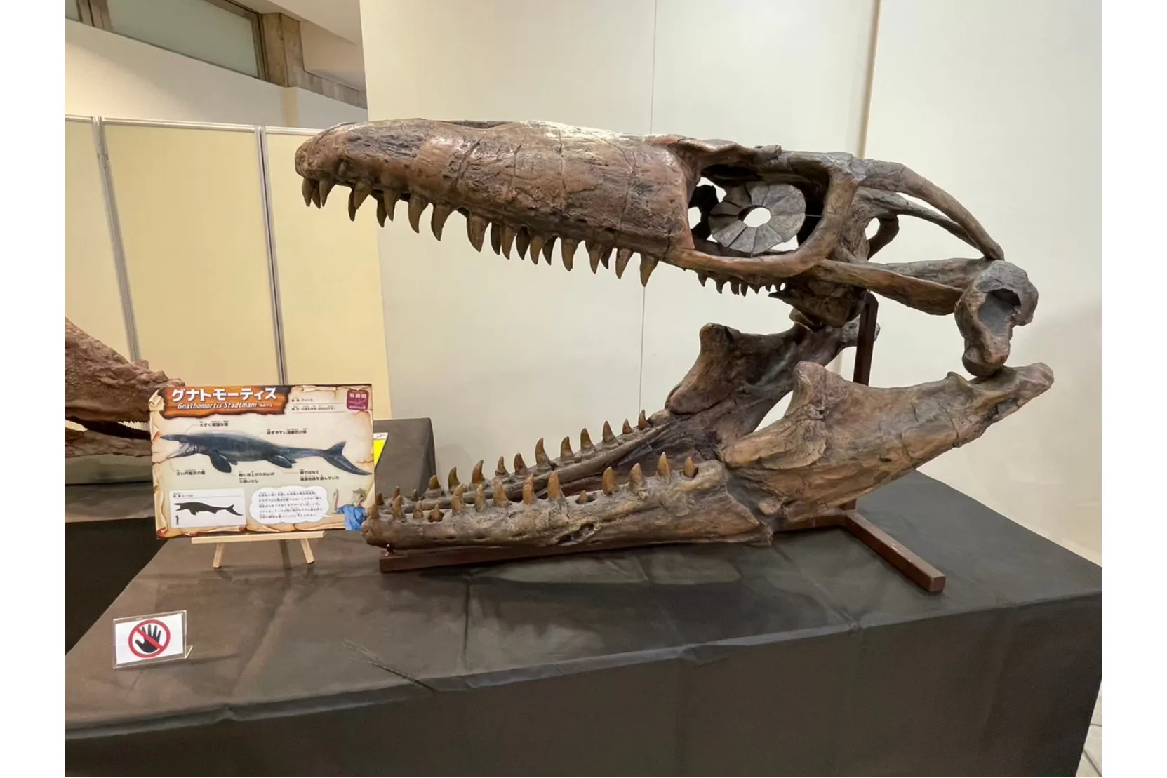 ちいさな恐竜展Ⅱ_2