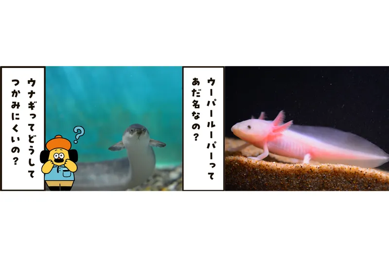 しながわ水族館　ポンっと解決！なるほど展_3