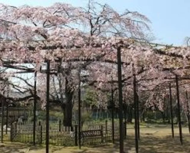 【桜・見ごろ】原木山妙行寺_1