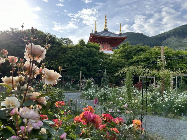 呑山観音寺 バラまつり