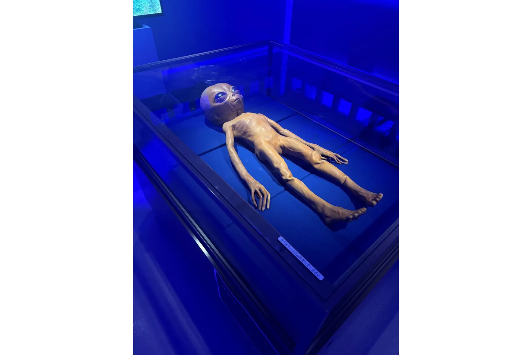 未確認生物展（UMA）展 　北千住マルイ_2