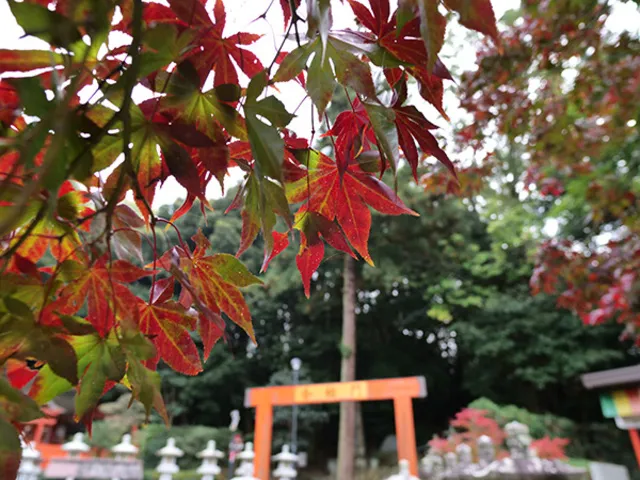 安倍文殊院 秋のお茶会