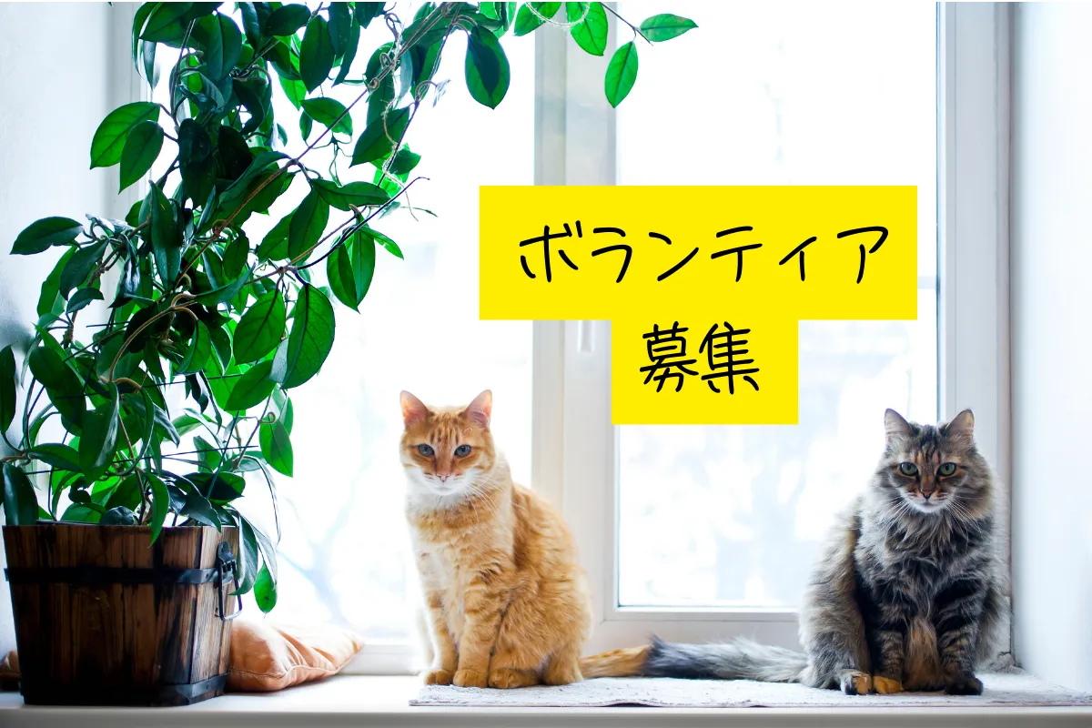 第2回ねこフェス2026　ねこと人の暮らしを、もっと豊かに。_2