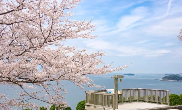 【桜・見ごろ】西浦園地