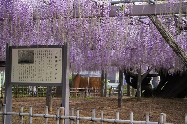 加須市騎西藤まつり