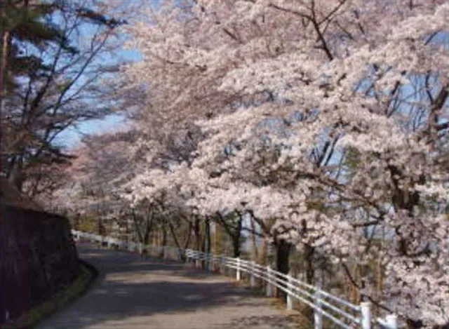 【桜・見ごろ】山前公園