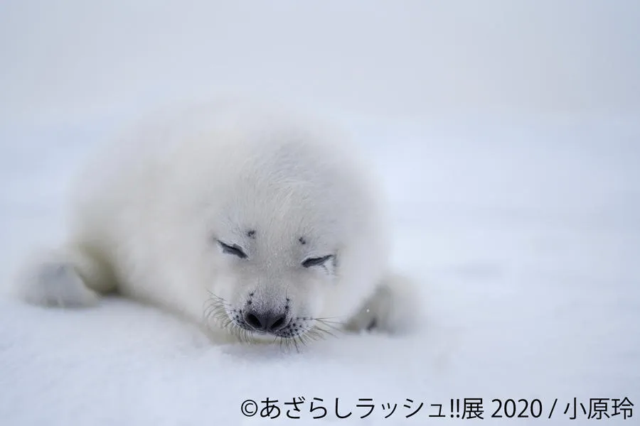 あざらしラッシュ!!展 2020