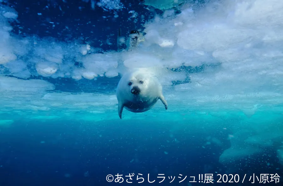 あざらしラッシュ!!展 2020