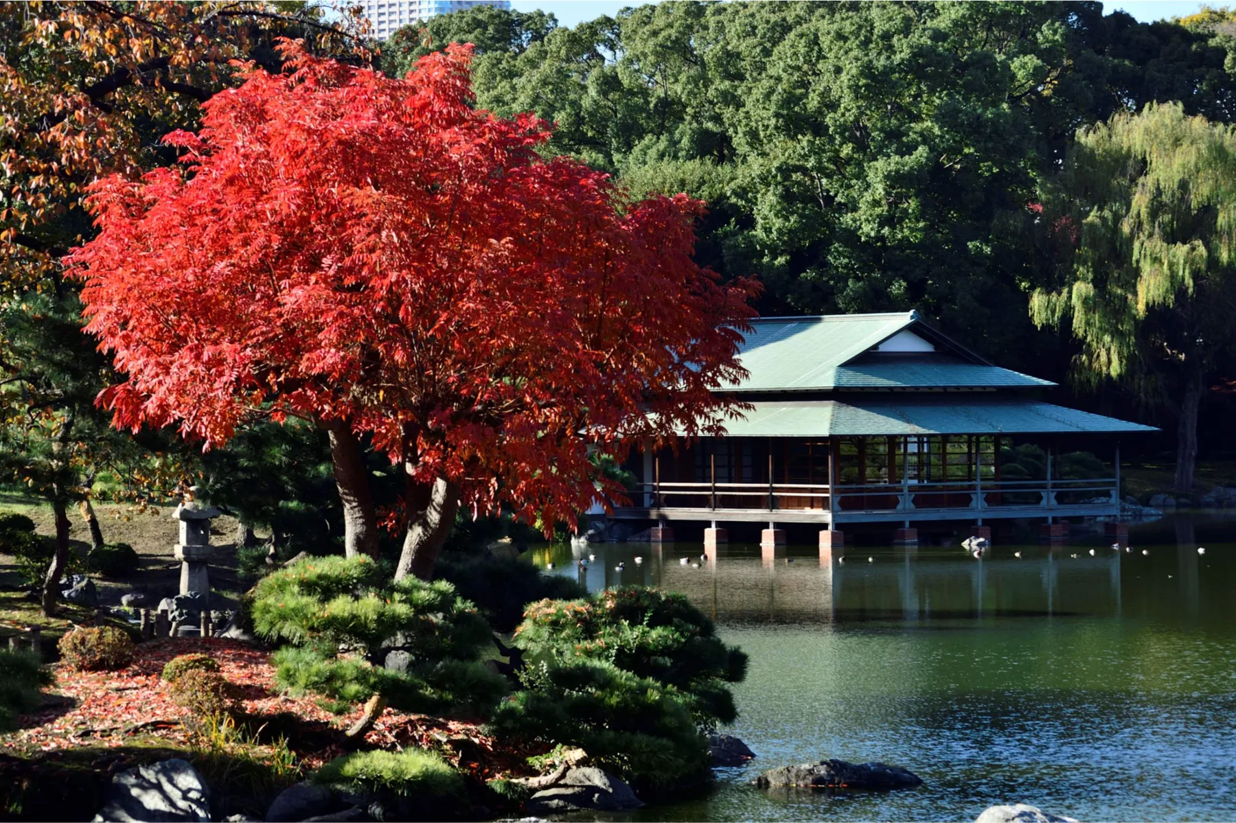 清澄庭園の紅葉情報_1