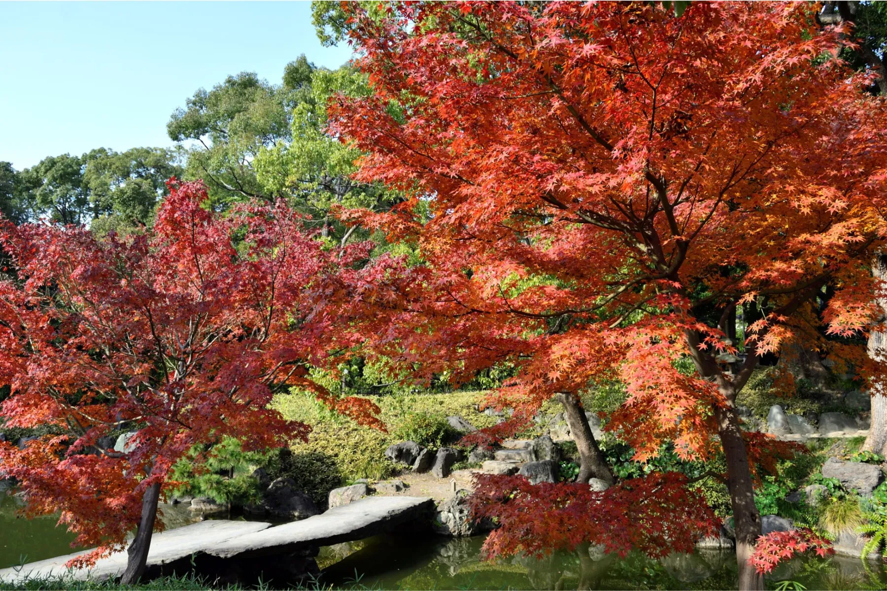 清澄庭園の紅葉情報_2