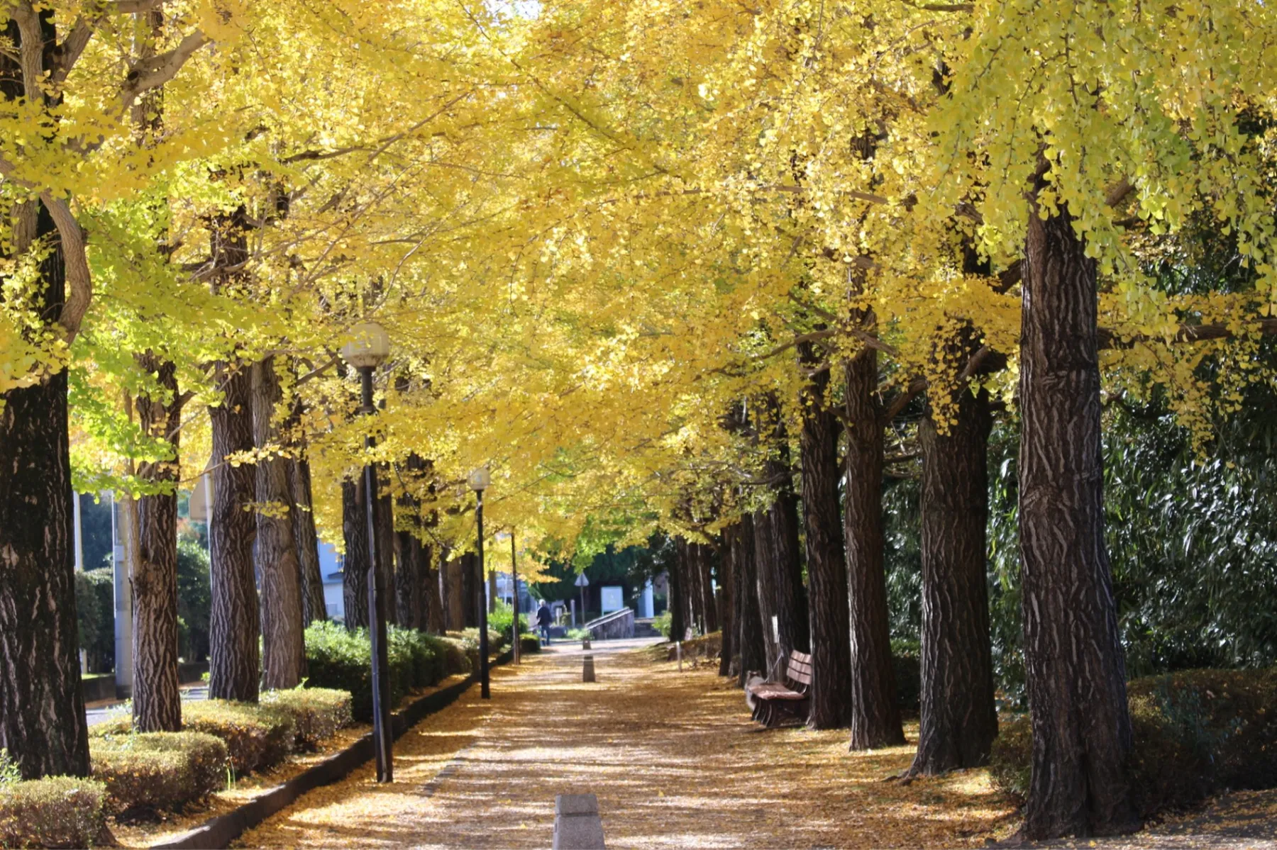 宇都宮駅東公園の紅葉情報_1