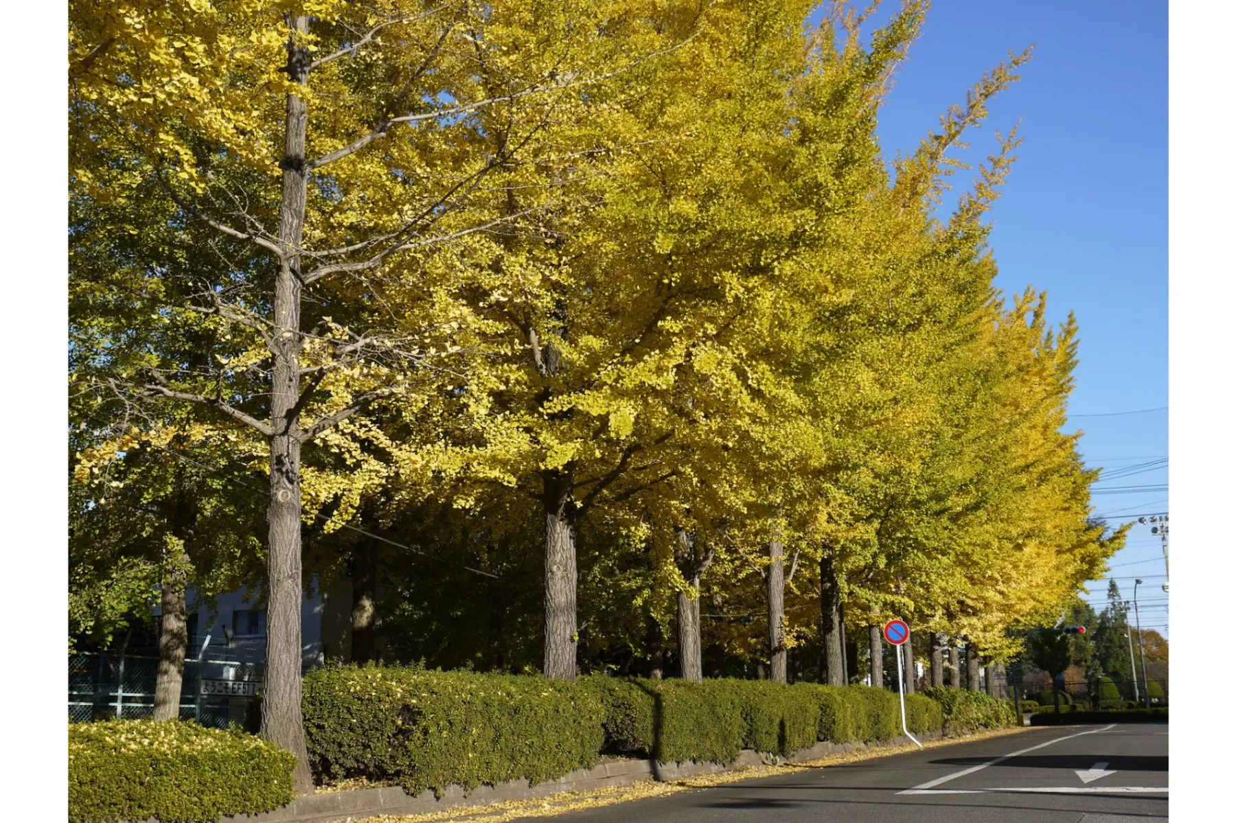 宇都宮駅東公園の紅葉情報_2