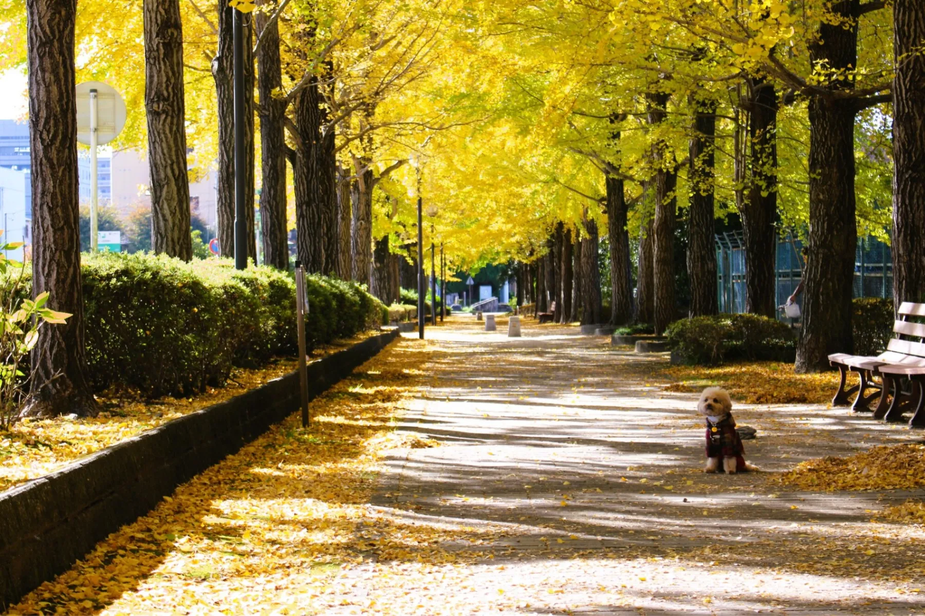 宇都宮駅東公園の紅葉情報_3