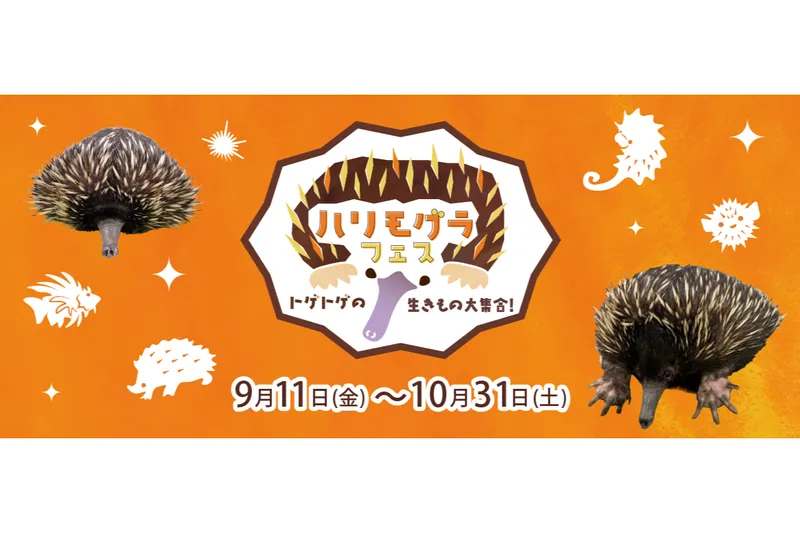 ハリモグラ フェス
