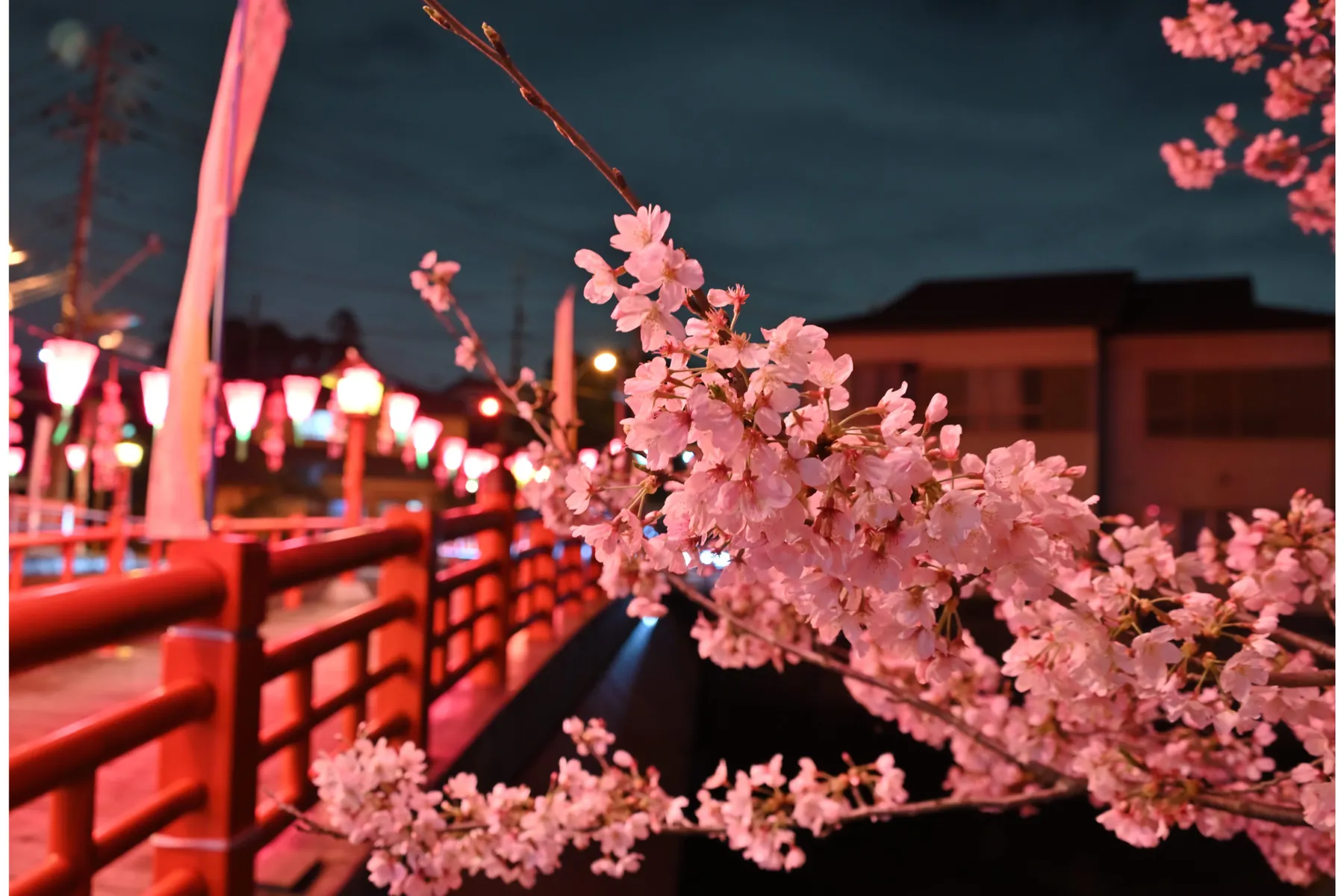 あつぎ飯山桜まつり_3