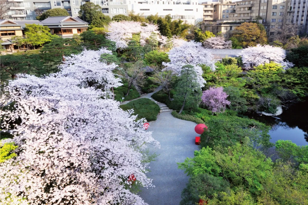 桜、台 103822-46-