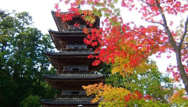 【紅葉・見ごろ】妙宣寺