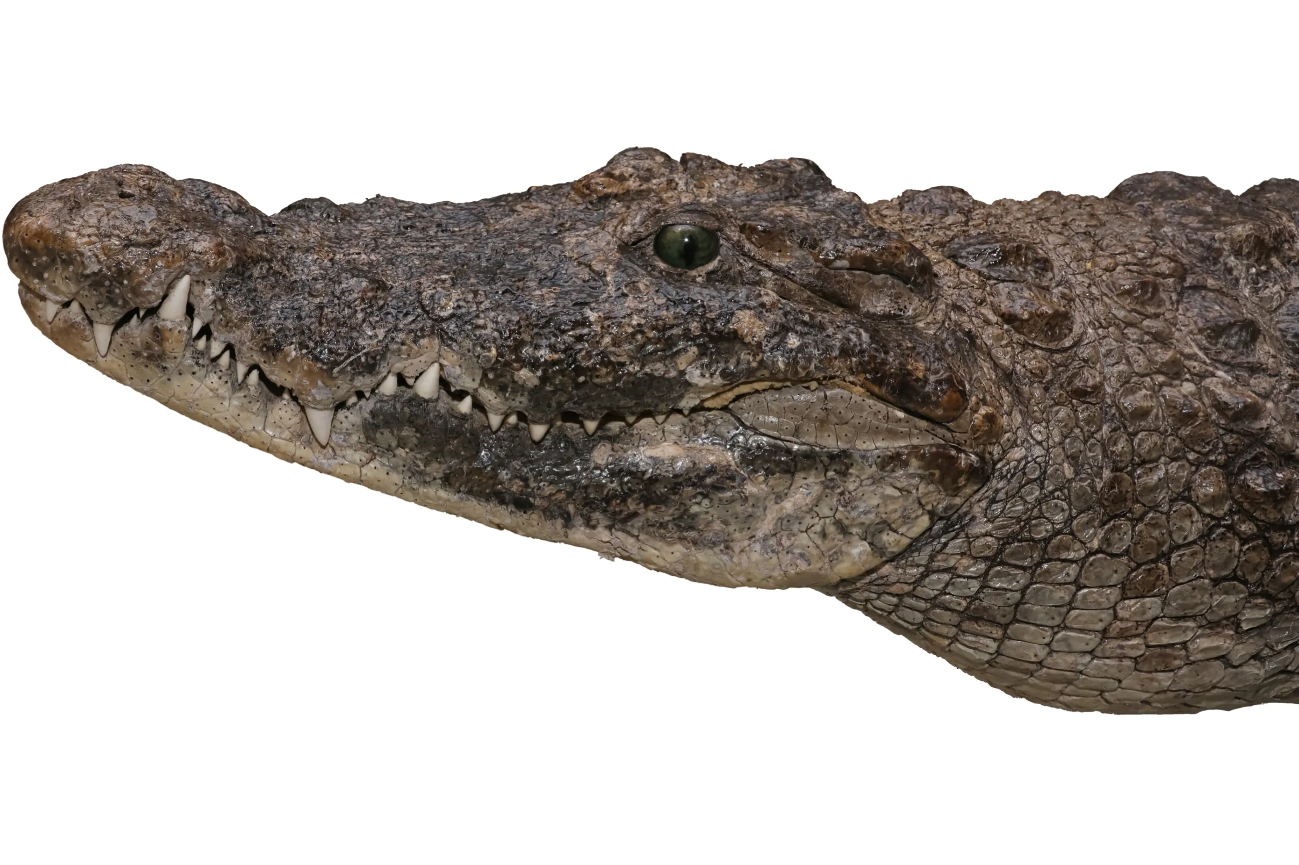 企画展「ワニ」