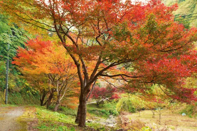 【紅葉・見ごろ】大滝川森林公園