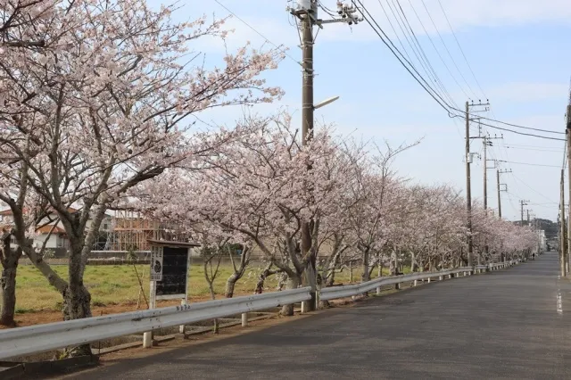 【桜・見ごろ】桜川_1