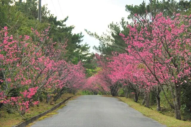 【桜・見ごろ】アーラ林道_1