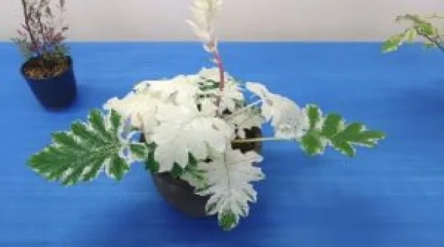 斑入り植物展