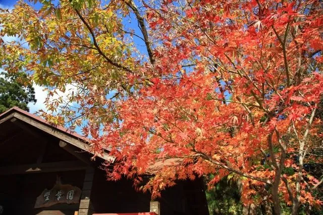 【紅葉・見ごろ】荻野運動公園