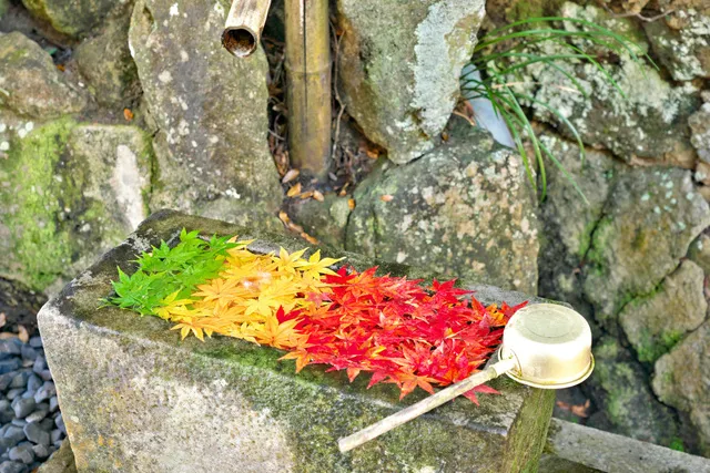 【紅葉・見ごろ】救馬溪観音
