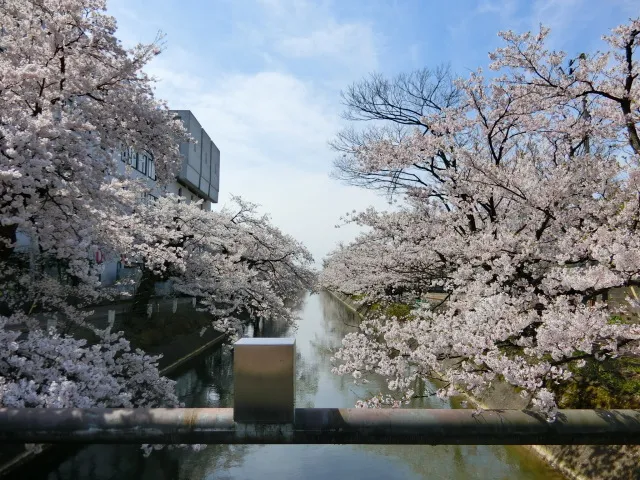 【桜・見ごろ】福島江沿い