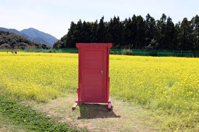 【花・見ごろ】リフレッシュパーク豊浦　菜の花