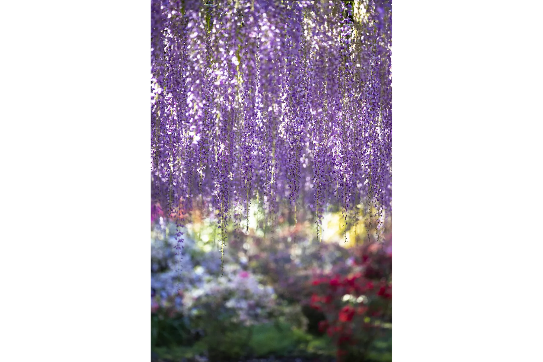 蜷川実花 傘「瞬く光の庭」 個展 ディーベック×エム / ミカ ニナガワ