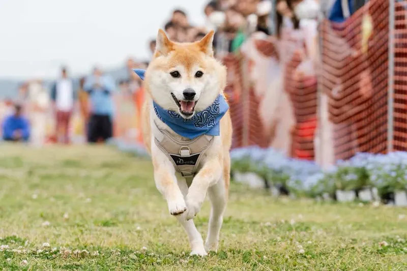 SOLEIL HALLOWEEN DOG PARADE 2026