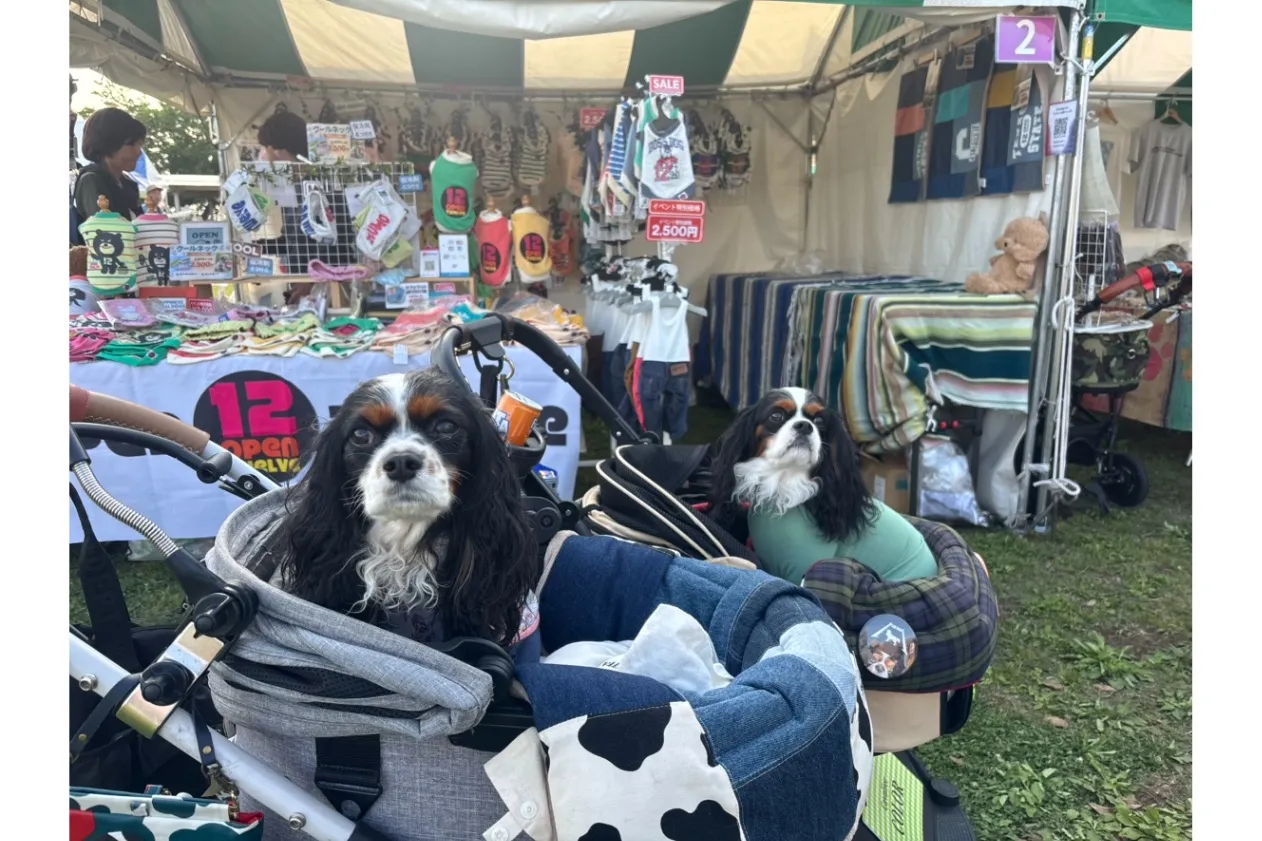 SOLEIL HALLOWEEN DOG PARADE 2026_17