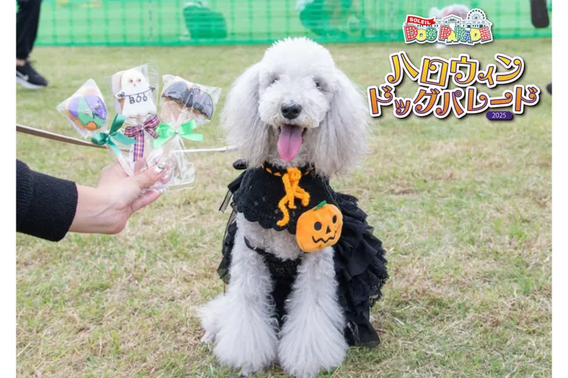 SOLEIL HALLOWEEN DOG PARADE 2025_6