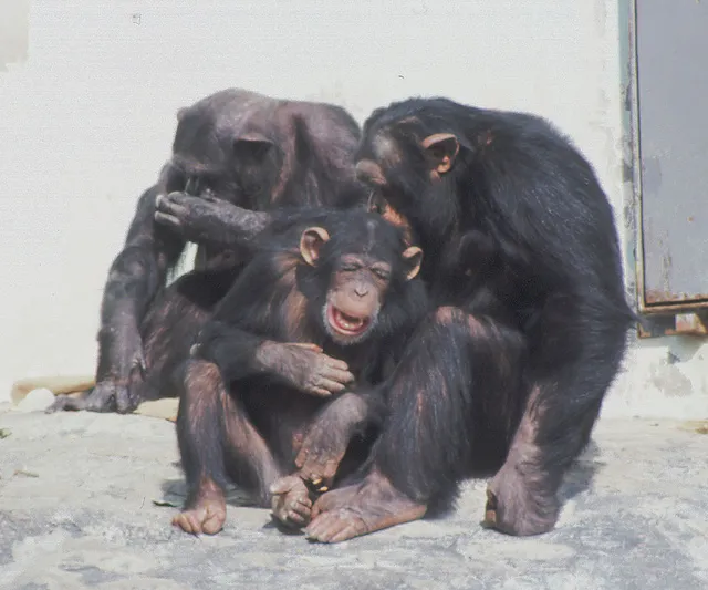 飼育係とおはなしサタデー ～チンパンジーについてのお話～