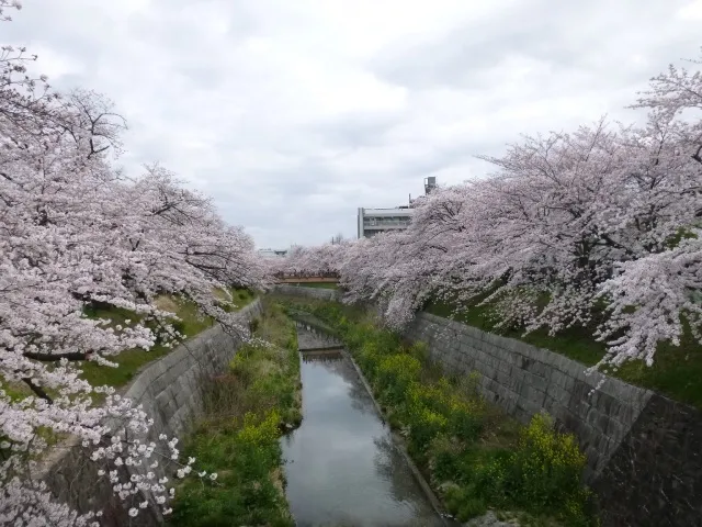 【桜・見ごろ】山崎川