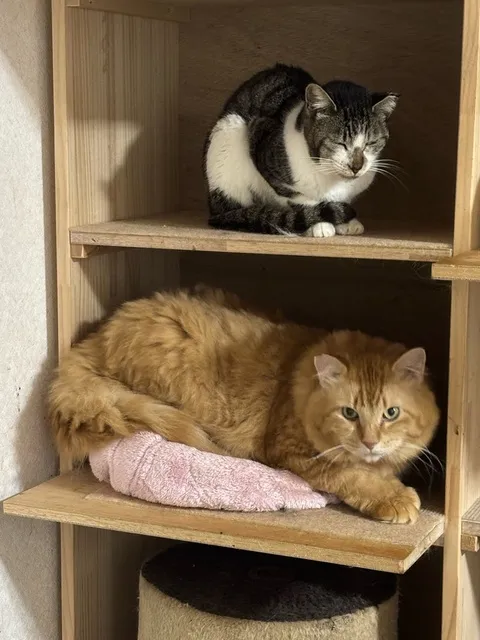 猫の譲渡会in花の文化園（10月）