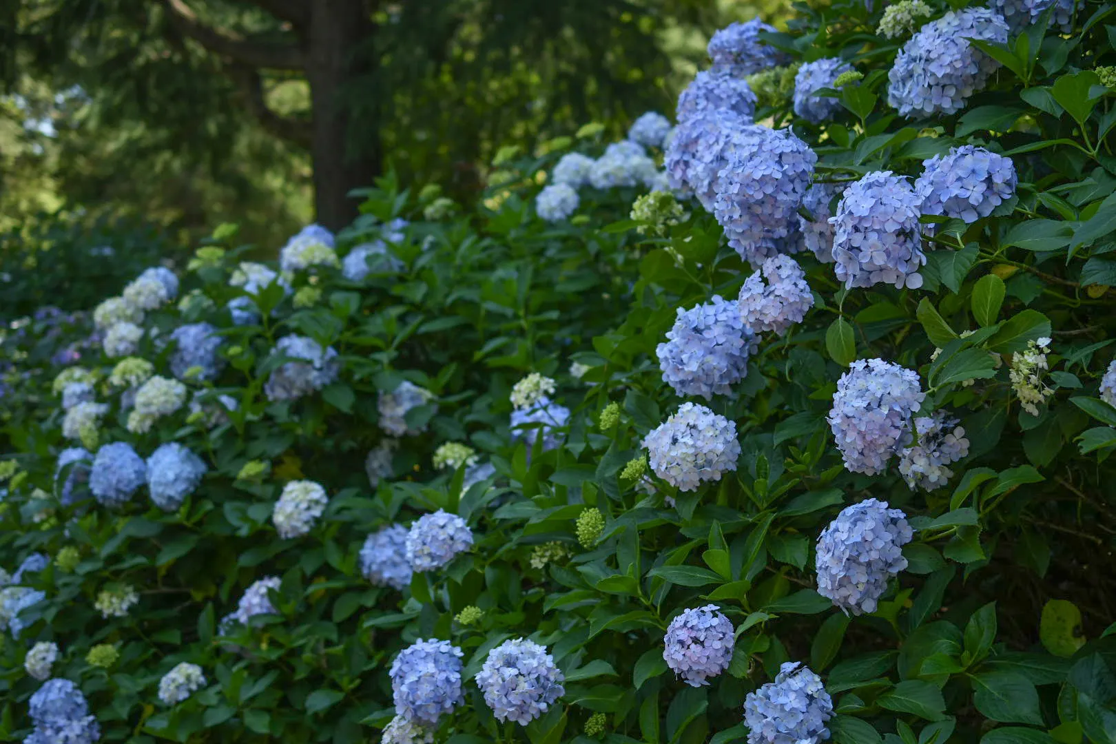 虹～紫陽花⭐ NEW AQUA FLARE UVA Z250 RGB TH | アクアリウム LEDライト専